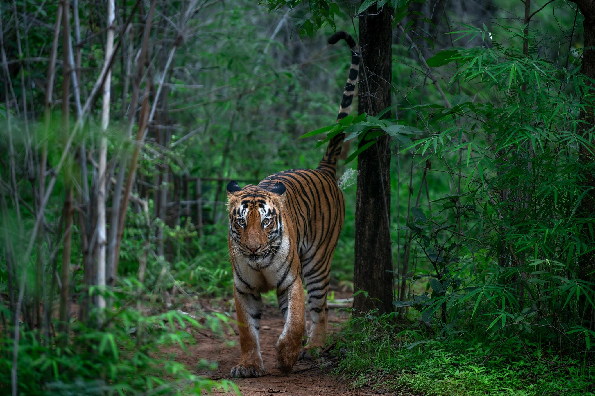 Tadoba Andhari Tiger Reserve, Maharashtra, India