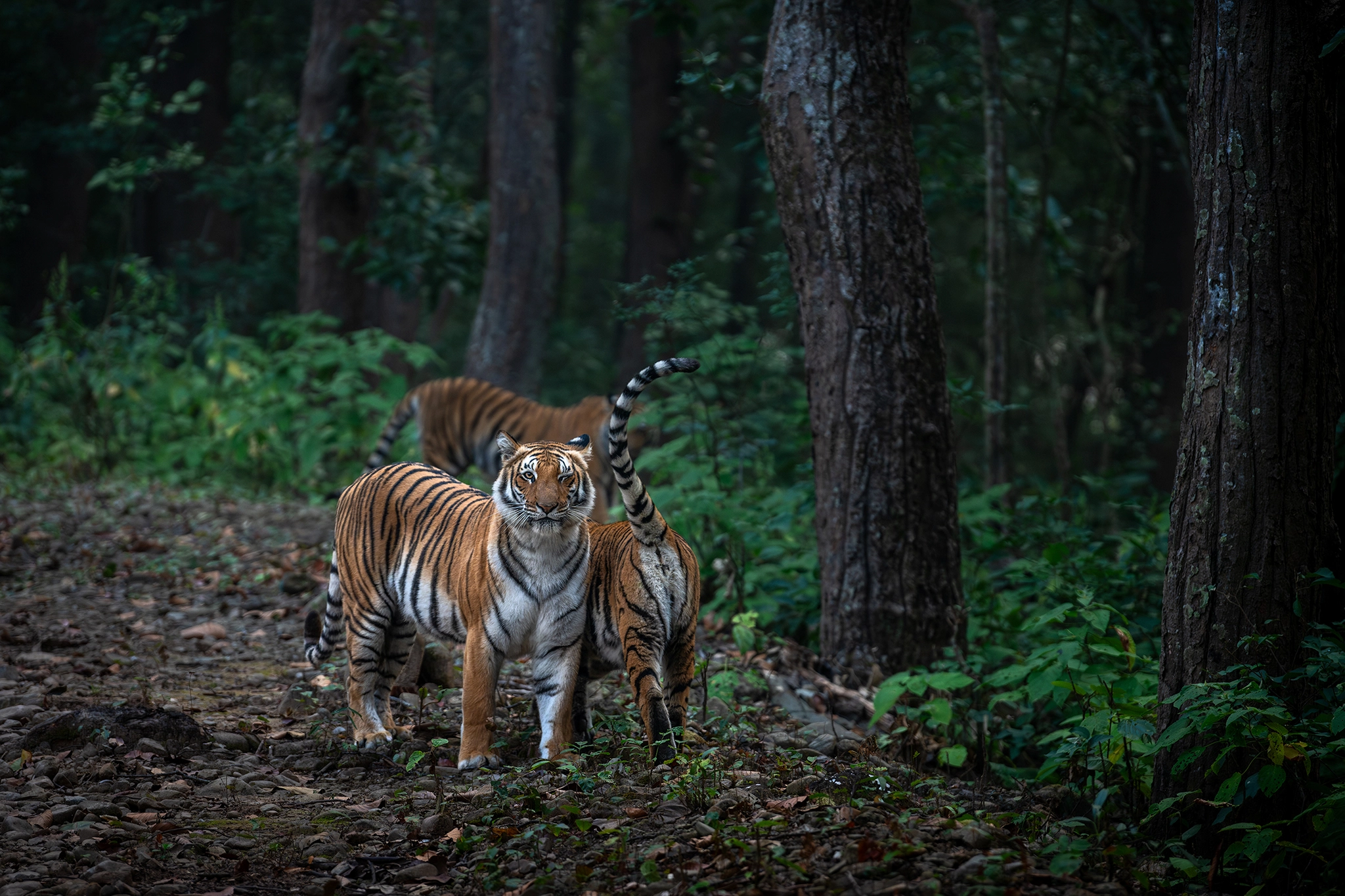 Corbett National Park, Uttarakhand, India